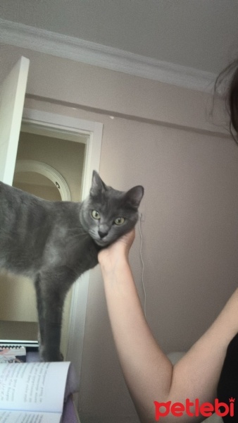 Mavi Rus, Kedi  ŞANSLI fotoğrafı
