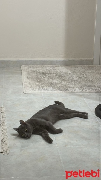 Mavi Rus, Kedi  ŞANSLI fotoğrafı