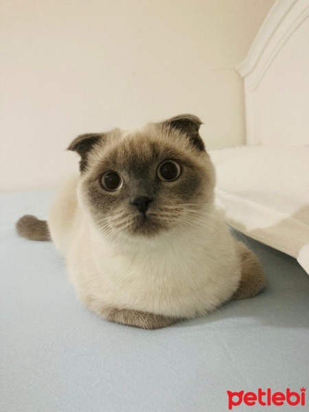 Scottish Fold, Kedi  Pamuk Su fotoğrafı