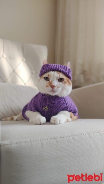 Sarman, Kedi  Maya fotoğrafı