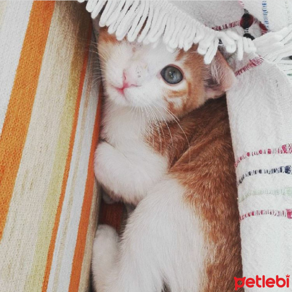 Soke, Kedi  Paşam fotoğrafı