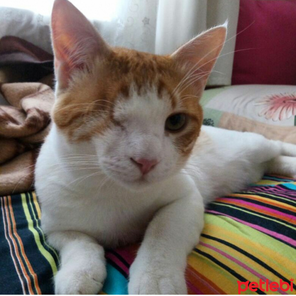 Soke, Kedi  Paşam fotoğrafı
