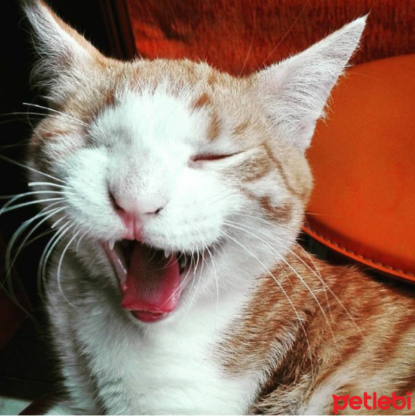 Soke, Kedi  Paşam fotoğrafı
