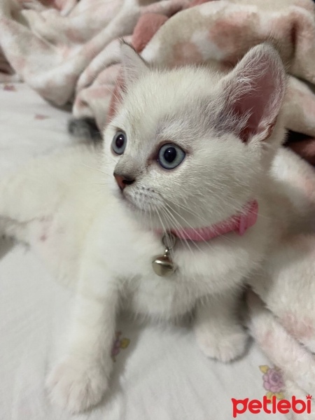 British Shorthair, Kedi  İnci fotoğrafı