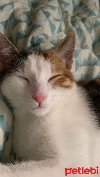 Sarman, Kedi  Nazik fotoğrafı
