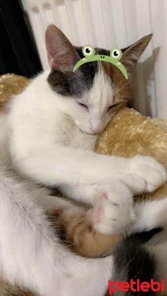 Sarman, Kedi  Nazik fotoğrafı