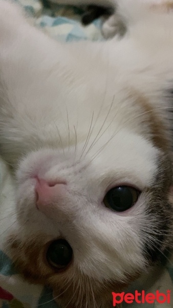 Sarman, Kedi  Nazik fotoğrafı