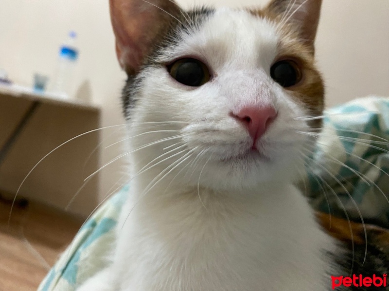 Sarman, Kedi  Nazik fotoğrafı