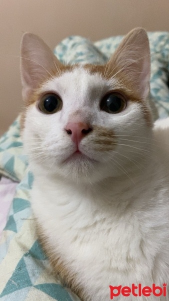 Tekir Kedi, Kedi  Bey fotoğrafı