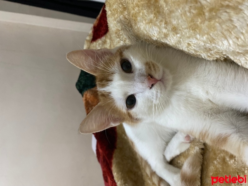 Tekir Kedi, Kedi  Bey fotoğrafı