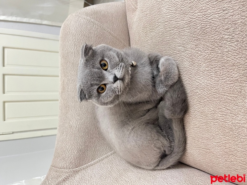 Scottish Fold, Kedi  Mia fotoğrafı