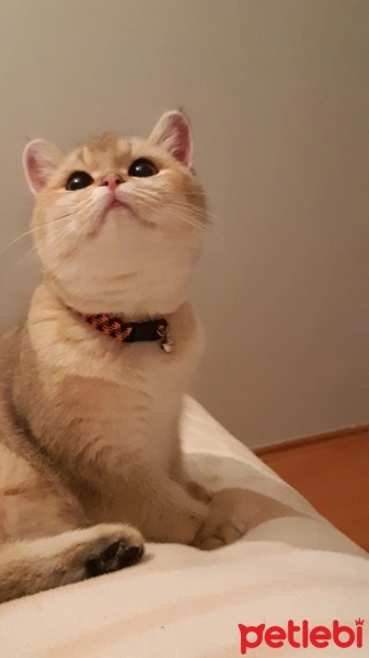 British Shorthair, Kedi  BELLA fotoğrafı