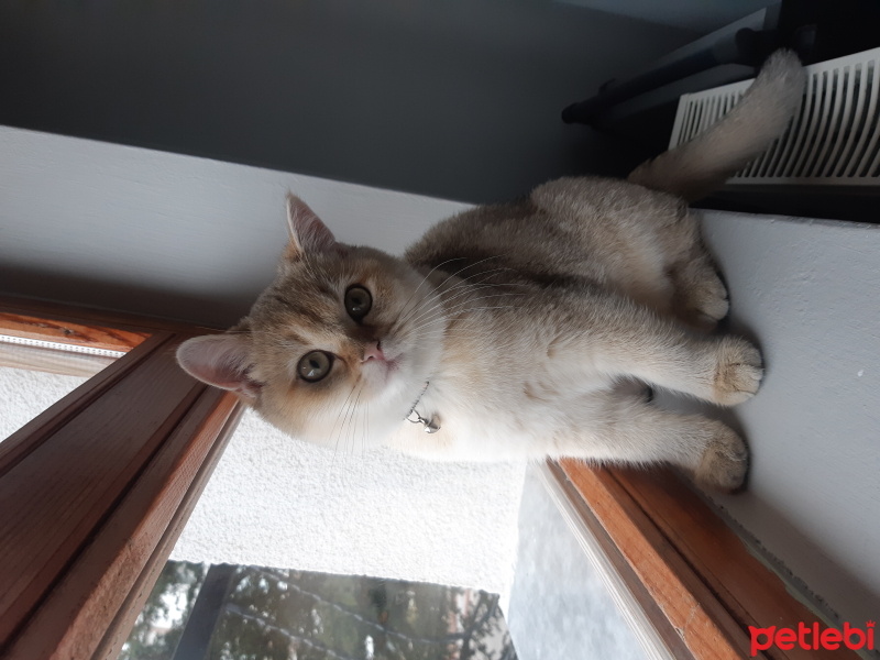 British Shorthair, Kedi  BELLA fotoğrafı
