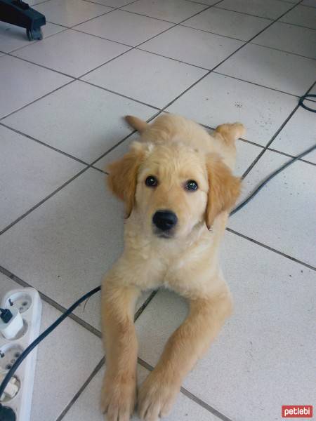 Golden Retriever, Köpek  ŞİLA fotoğrafı