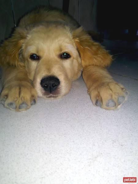 Golden Retriever, Köpek  ŞİLA fotoğrafı