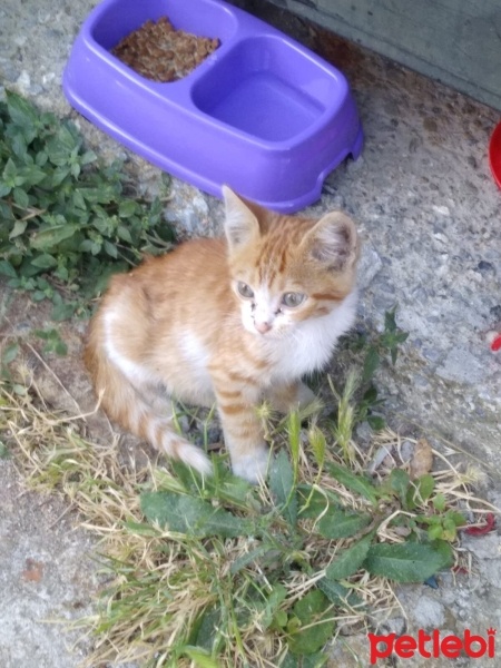 Sarman, Kedi  Uğur(yuyur) fotoğrafı