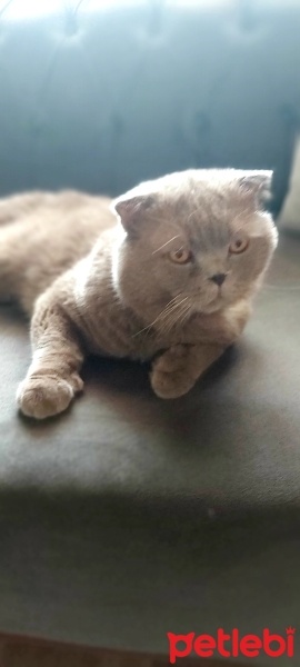 Scottish Fold, Kedi  Ponçik fotoğrafı