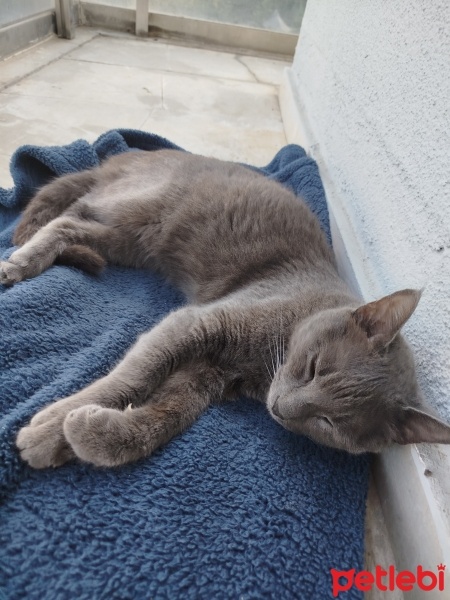 Mavi Rus, Kedi  Duman fotoğrafı