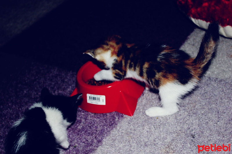 Tekir Kedi, Kedi  Jr Çiko fotoğrafı