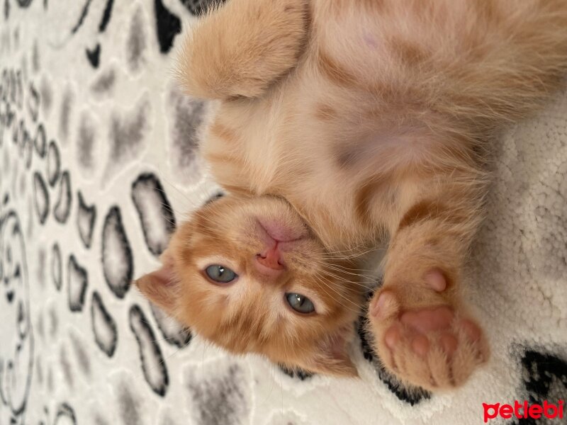 Scottish Fold, Kedi  scottish fold fotoğrafı