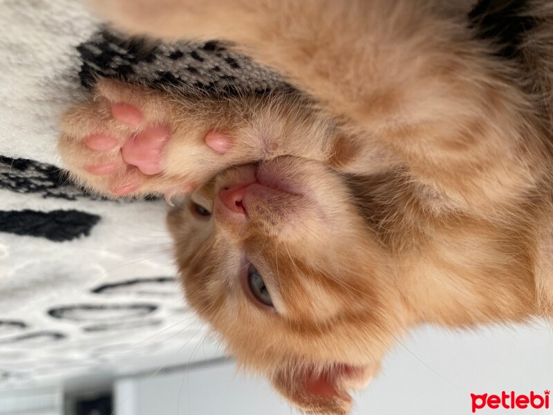 Scottish Fold, Kedi  scottish fold fotoğrafı