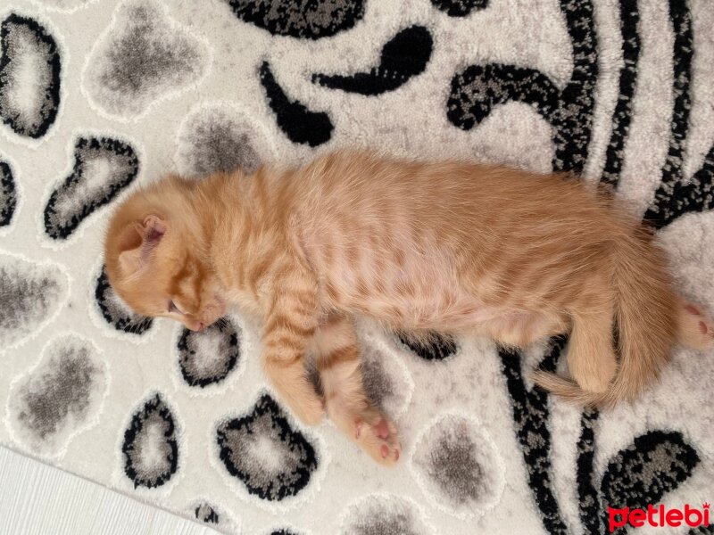 Scottish Fold, Kedi  scottish fold fotoğrafı