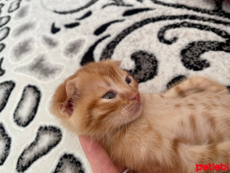 Scottish Fold, Kedi  scottish fold fotoğrafı