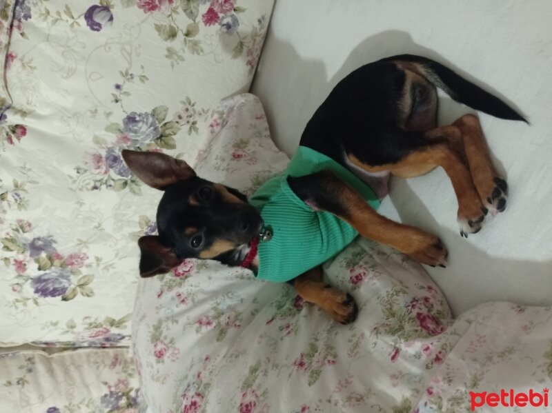 Minyatür Pinscher, Köpek  Daisy fotoğrafı