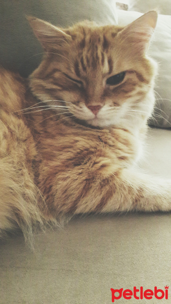 Tekir Kedi, Kedi  Kamil fotoğrafı
