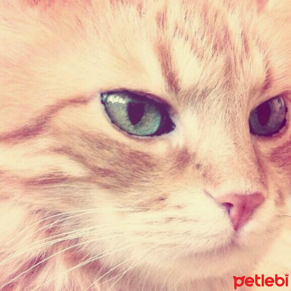 Tekir Kedi, Kedi  Kamil fotoğrafı