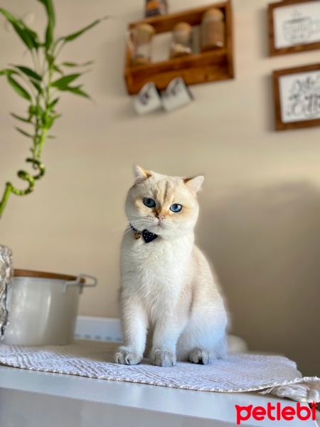 British Shorthair, Kedi  Mavi fotoğrafı