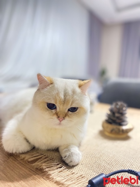 British Shorthair, Kedi  Mavi fotoğrafı