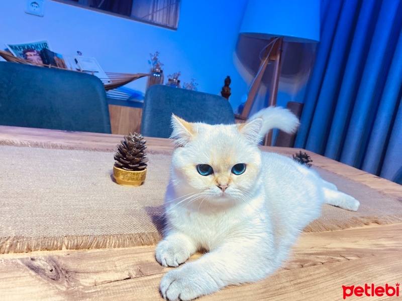 British Shorthair, Kedi  Mavi fotoğrafı