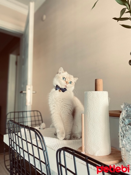British Shorthair, Kedi  Mavi fotoğrafı