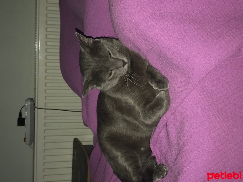 Mavi Rus, Kedi  Pablo fotoğrafı