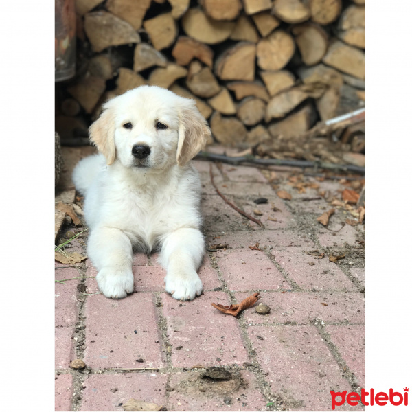 Golden Retriever, Köpek  Naz fotoğrafı