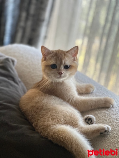 British Shorthair, Kedi  Koko fotoğrafı