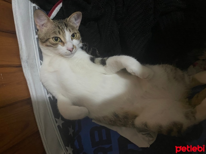 Tekir Kedi, Kedi  Badem fotoğrafı