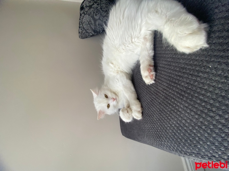 Ankara Kedisi, Kedi  Venüs fotoğrafı