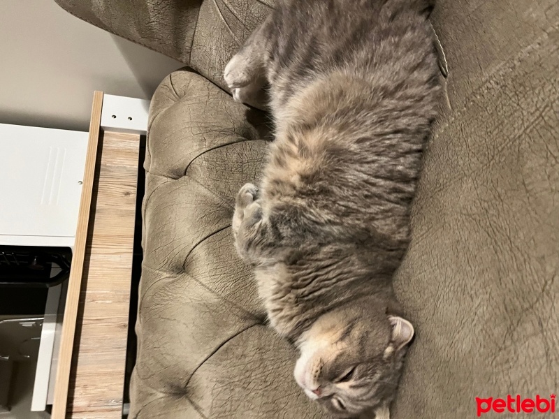 Scottish Fold, Kedi  Limon fotoğrafı
