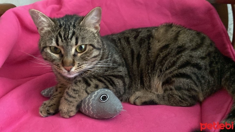 Tekir Kedi, Kedi  Venüs fotoğrafı