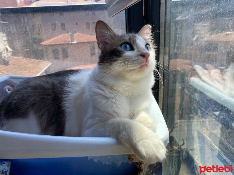 Tekir Kedi, Kedi  Jonathan fotoğrafı