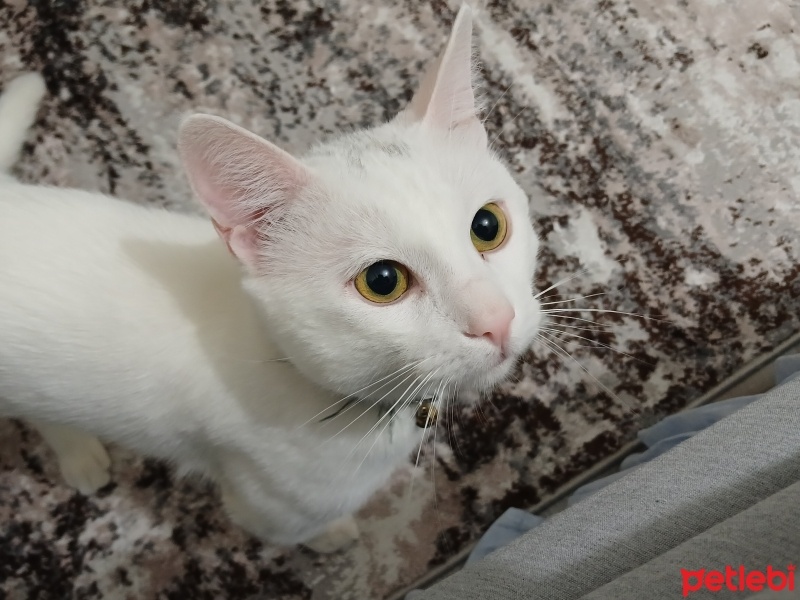 Tekir Kedi, Kedi  Ercument fotoğrafı