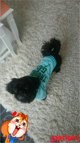 Pekingese, Köpek  merlin fotoğrafı