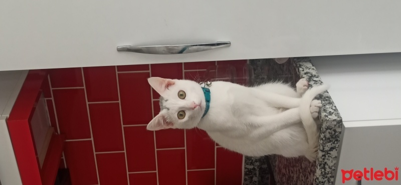 Van Kedisi, Kedi  Sütlaç fotoğrafı