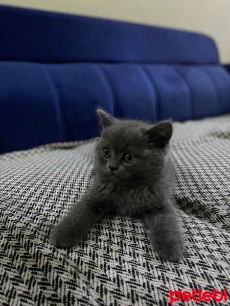 British Longhair, Kedi  Badem fotoğrafı
