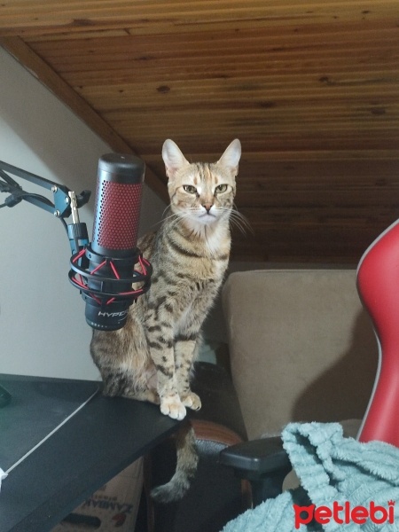 Tekir Kedi, Kedi  Pırıl fotoğrafı