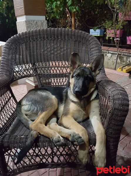 Alman Çoban Köpeği, Köpek  Gölge fotoğrafı