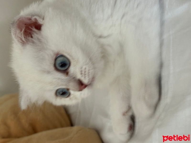 Scottish Fold, Kedi  Lokum fotoğrafı