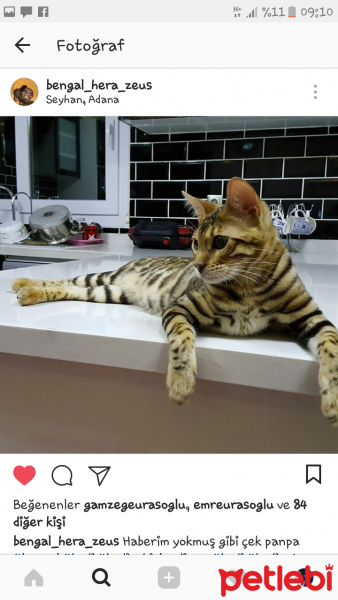Bengal, Kedi  Zeus fotoğrafı